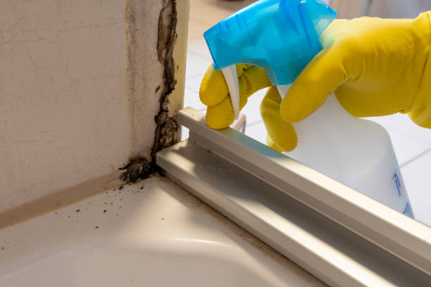 Trusted Sioux Center, IA Mold Removal Experts