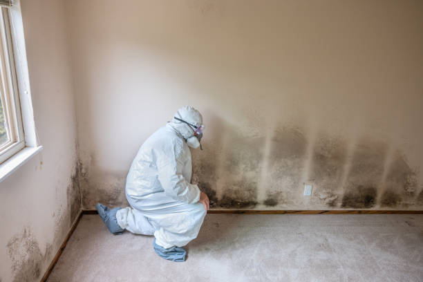 Best Attic Mold Removal  in Sioux Center, IA