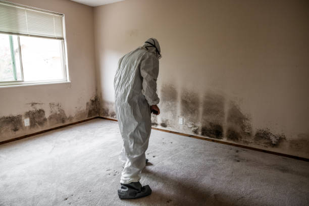 Best Commercial Mold Removal  in Sioux Center, IA