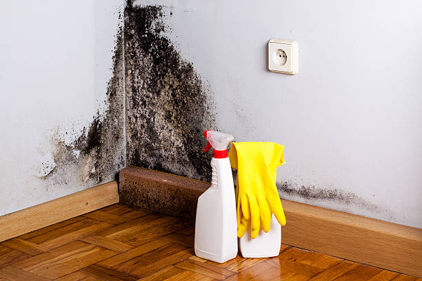 Best Mold Testing and Removal  in Sioux Center, IA