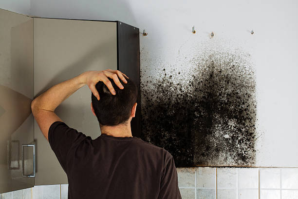 Best Local Mold Removal Service  in Sioux Center, IA